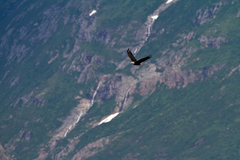 Bald Eagle In Flight